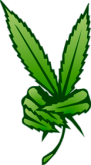 marijuana